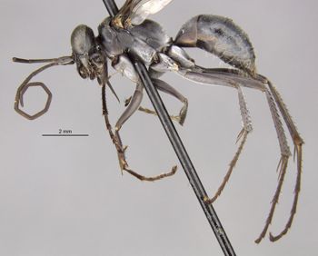 Media type: image;   Entomology 26649 Aspect: habitus lateral view